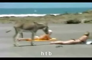 XXX Malas Larry melihat kumpulan cerpen ternama ibu tiri saya di ayam